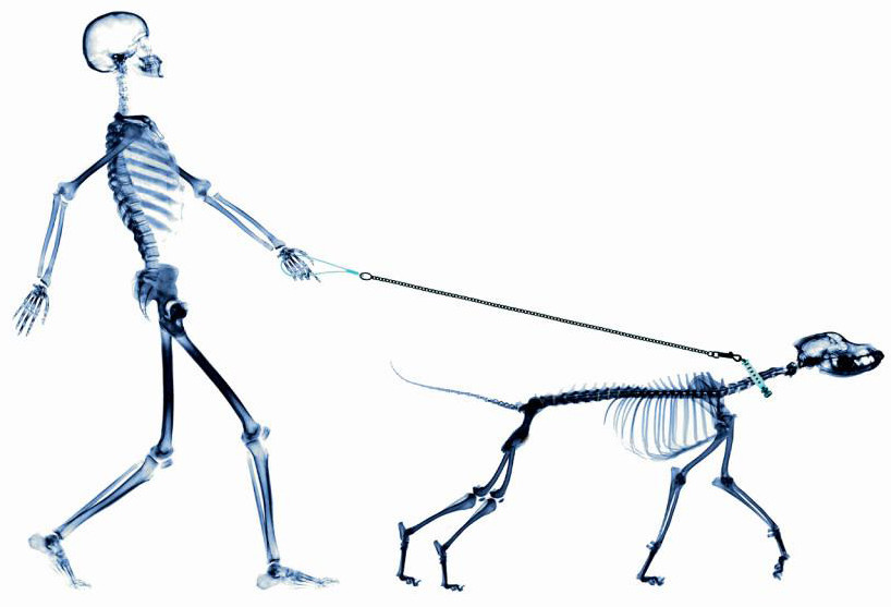 Röntgenbild eines Menschen mit Hund an der Leine